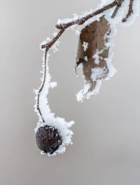 Galagonya bogyók hógalagonya gyümölcs alatt a hó — Stock Fotó