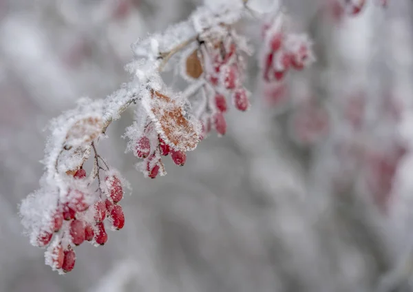 Baies d'épine-vinette. L'épine-vinette sur la branche. L'épine-vinette au gel sur les branches. Fond d'hiver . — Photo