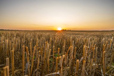 Altın bir günbatımının arka planındaki sakal.