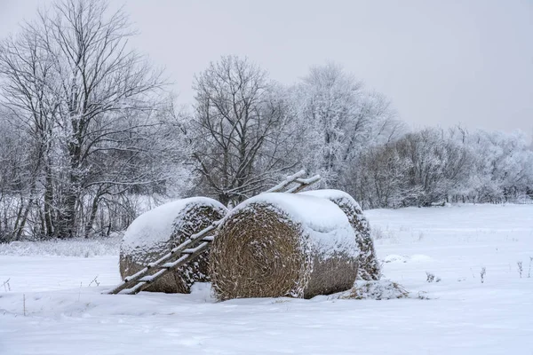 Kar altında kırsal manzara tarım yalan yuvarlak saman kış ormandaki bir sürü