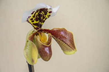 Çiçek ya da Paphiopedilum, Venüs terliği Paphiopedilum yakın plan