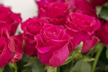 Bir sürü narin pembe gül çiçeği kapanıyor.