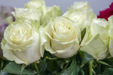 Bir sürü narin çiçek, beyaz gül yakın plan.