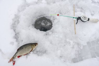 Taze yakalanmış balık hamamböceği kardaki deliğin yanında yatıyor.