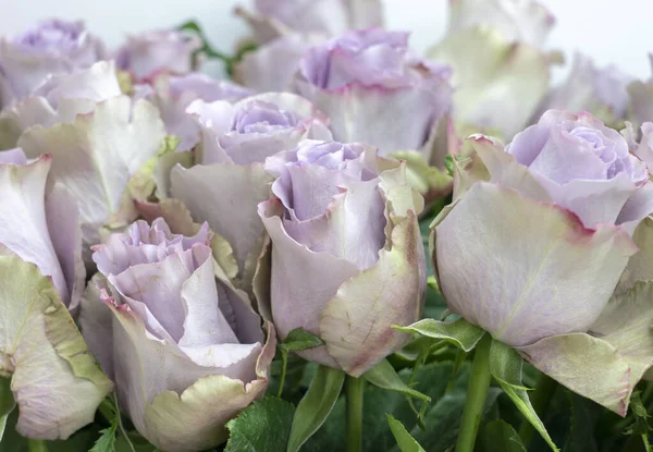 Una gran cantidad de flores de color lila suave primer plano — Foto de Stock