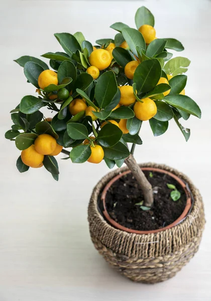 Minyatür mandalina ağacı, beyaz arka planda bir tencerede. Yeşil yaprakların dallarında ve olgun, sarı mandallarda..