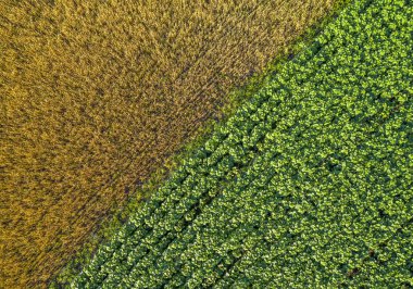 Üst görünüm, çapraz bileşim, buğday ve ayçiçeği ekinleri