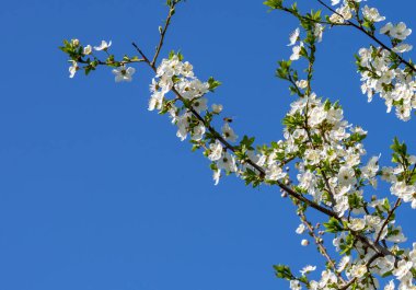 Bahar, çiçek açan bahçeler, kayısı çiçekleri, mavi gökyüzüne yakın çiçekler.