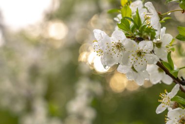 Bahar, çiçek açan bahçeler, kayısı çiçekleri, güneş ışığının arka planındaki yağmur damlalarına yakın çiçekler.