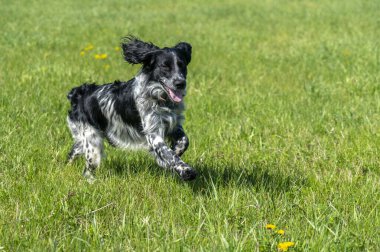 Rus avcı Spaniel koşuyor, yeşil çimlerde gülüyor.