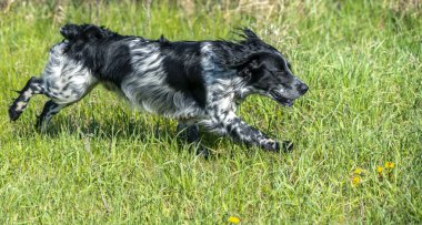 Rus avcı Spaniel koşuyor, yeşil çimlerde gülüyor.