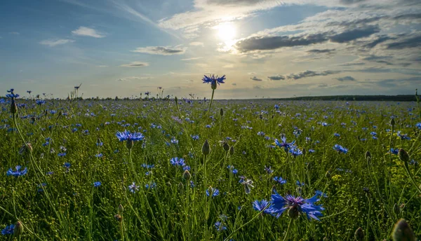 Campo de flores de aciano, flores azules de aciano en el fondo del cielo azul y el sol de la tarde poniente — Foto de Stock