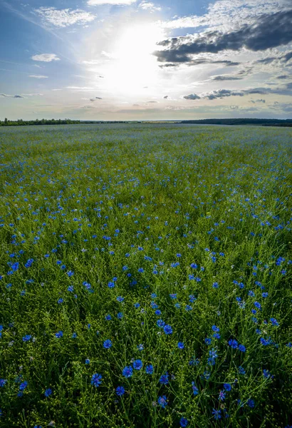 Field of flowering cornflowers, blue flowers of cornflowers on the background of the blue sky and the setting evening sun — 스톡 사진