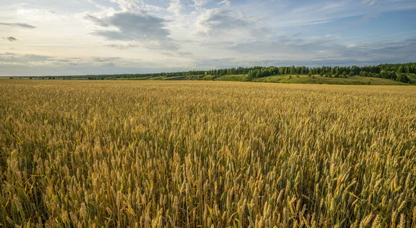 Paesaggio, un campo di grano maturo su uno sfondo di foresta e cielo azzurro con nubi di cumulo — Foto Stock