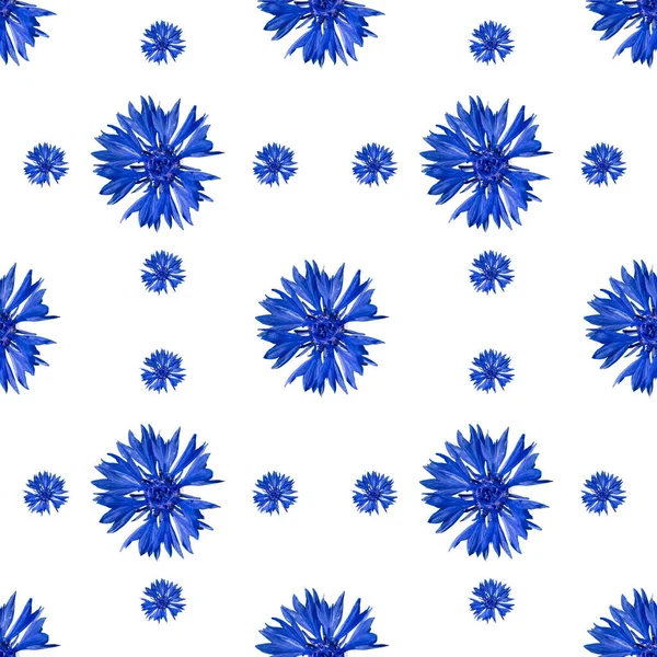 Seamless pattern of cornflower flowers on white background — 스톡 사진