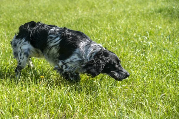 Rus Spaniel avlanırken, bir rafta durup sezgi oyunu oynadı.