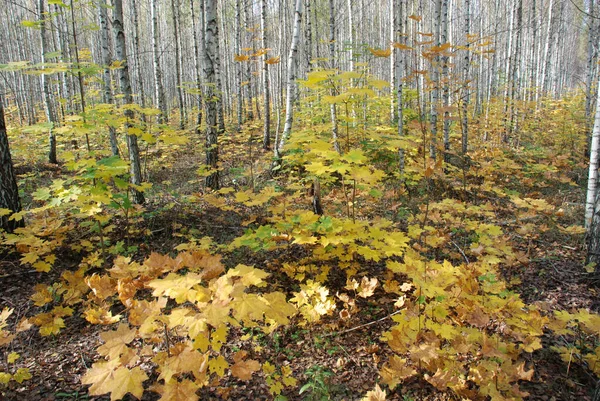 Outono na floresta de bétula, bela paisagem — Fotografia de Stock