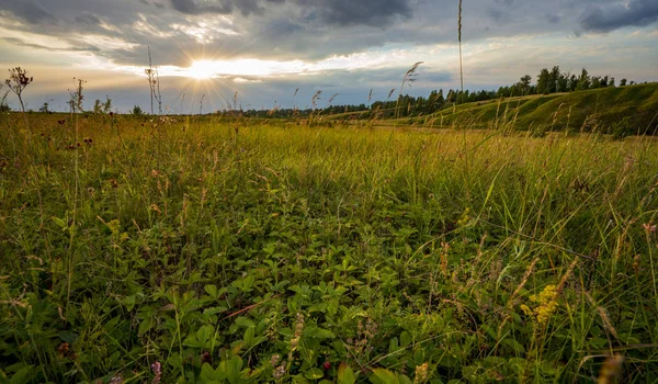 Paysage estival coucher de soleil, prairie, fraise et herbe à la lumière. nature , — Photo