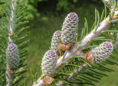 Kore köknar çiçekli güzel koniler yakın çekim