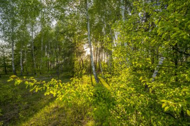 Huş ağacındaki huş ağacının genç yapraklarının arasından gün batımı