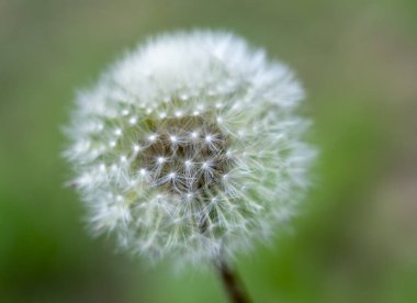 Bulanık yeşil arka planda karahindiba tohumlarından güzel desenler.