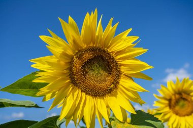 Parlak mavi gökyüzünün arka planında açan ayçiçeği