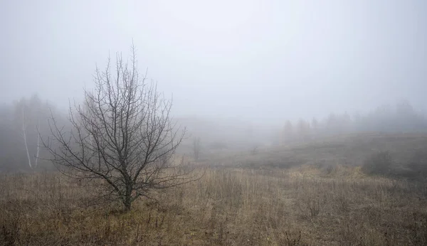 The skeleton tree on the background of the morning fog — Stock Photo, Image