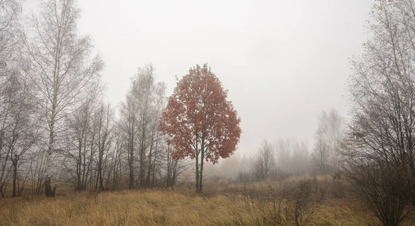 Autumn tree with red foliage in fog — Stock Photo, Image