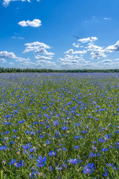 Las flores azules los acianos sobre el fondo del cielo azul — Foto de Stock