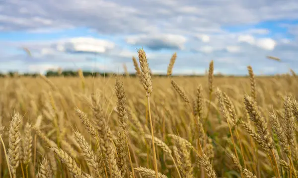 Mavi gökyüzüne yakın buğday tarlasında buğday dikenleri