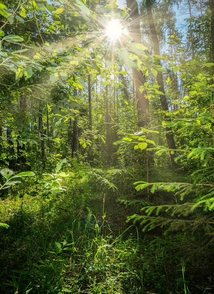 Bela paisagem de verão, floresta densa, o sol rompe as moitas criando belas reflexões sobre as folhas e grama . — Fotografia de Stock