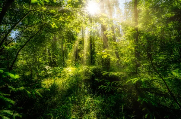 Schöne Sommerlandschaft, dichter Wald, die Sonne bricht durch das Dickicht und schafft schöne Reflexionen auf Blättern und Gras. — Stockfoto