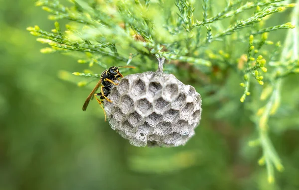 Wasp builds a nest of honeycombs on thuja , on a blurred green background