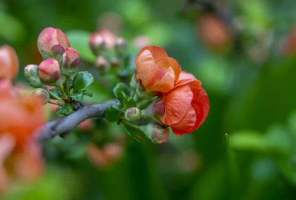 Sehr schön blühende Quitte, rote Blüten auf verschwommenem grünem Hintergrund — Stockfoto