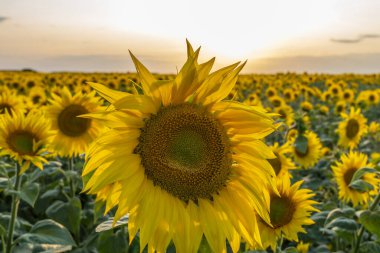 Gün batımına karşı batan güneşin ışınlarıyla aydınlatılan ayçiçeği tarlası.