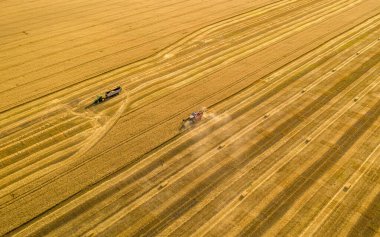Buğday tarlası, hasatçı buğdayı kaldırır, kuadkopterin tepesinden görüntü alır.