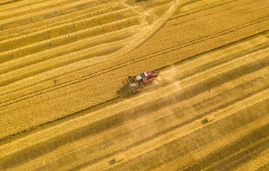 Buğday tarlası, hasatçı buğdayı kaldırır, kuadkopterin tepesinden görüntü alır.