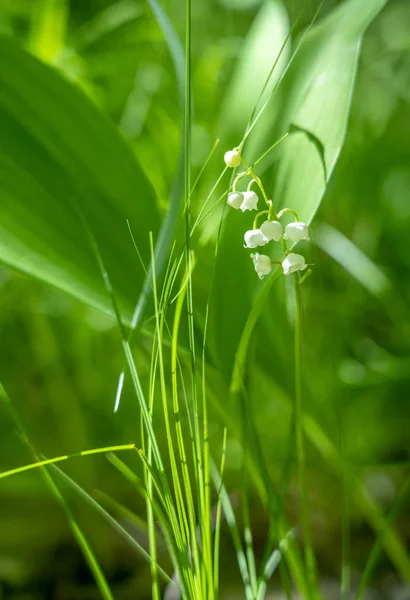 Primavera Lírio do vale flor close-up contra o fundo de folhagem não afiada na luz do sol — Fotografia de Stock