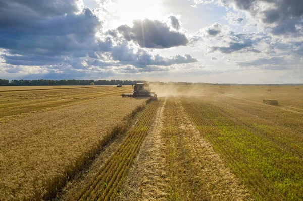 Campo de trigo, cosechadora elimina el trigo, vista desde la parte superior del quadcopter —  Fotos de Stock