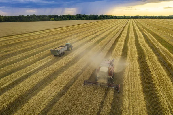 Buğday tarlası, hasatçı buğdayı kaldırır, kuadkopterin tepesinden görüntü alır.