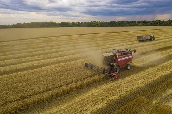 Pšeničné pole, sklízecí stroj odstraňuje pšenici, pohled z vrchu quadcopteru — Stock fotografie