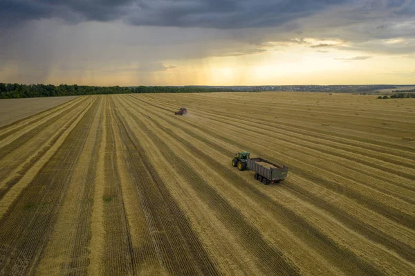 Campo de trigo, colheitadeira remove trigo, vista do topo do quadricóptero — Fotografia de Stock