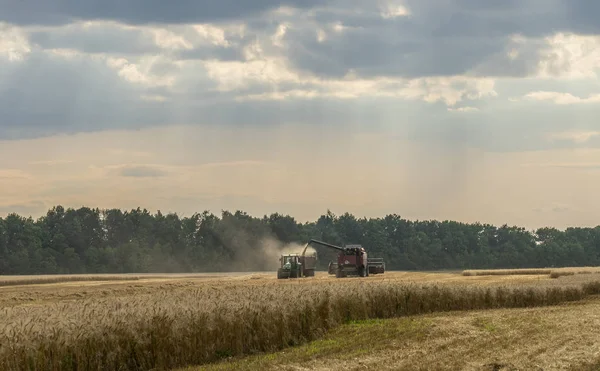 Harvester unloads the harvest of grain in the body of the tractor on the field — 스톡 사진