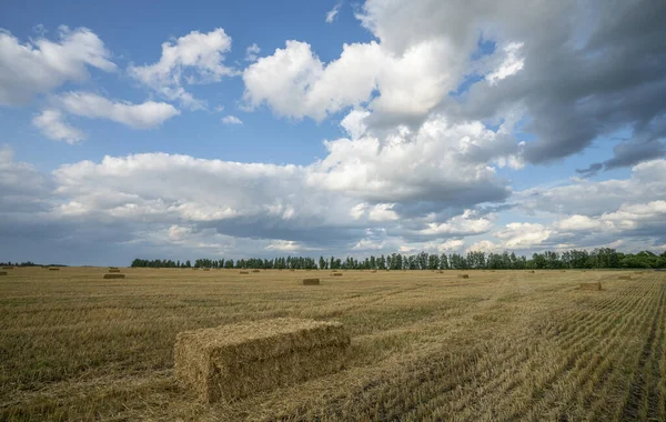 Bricchetti di paglia adagiati su un campo di frumento segato — Foto Stock