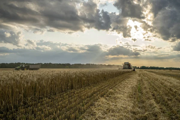 Cosechadora elimina el campo de trigo en el fondo del cielo nublado puesta del sol — Foto de Stock