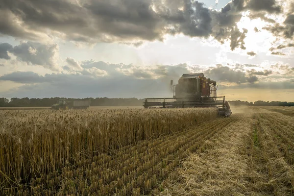 Cosechadora elimina el campo de trigo en el fondo del cielo nublado puesta del sol — Foto de Stock