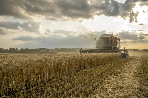 Mietitrice rimuove campo di grano sullo sfondo del cielo nuvoloso tramonto — Foto Stock