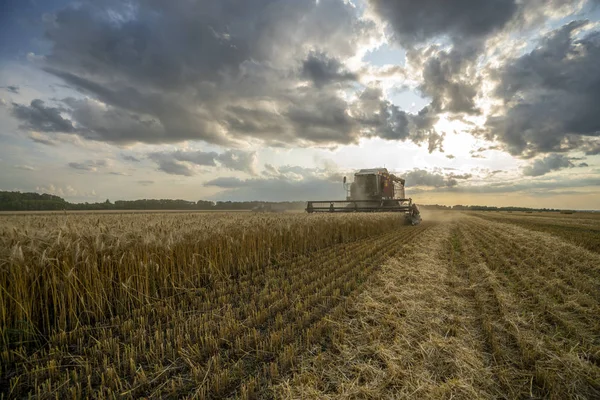 biçerdöver günbatımı bulutlu gökyüzünün arka planındaki buğday tarlasını kaldırır