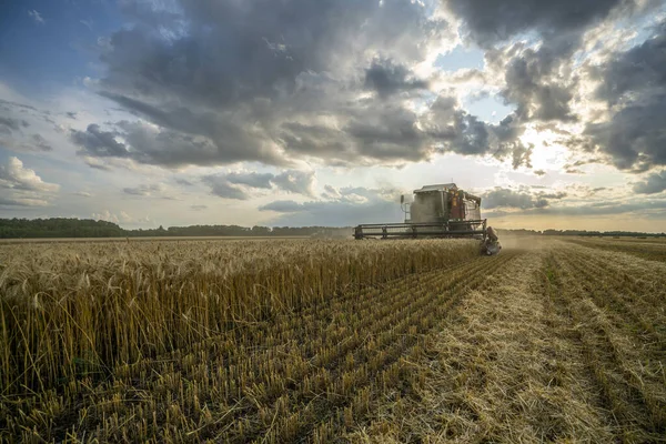 Colheitadeira remove campo de trigo no fundo do céu nublado por sol — Fotografia de Stock