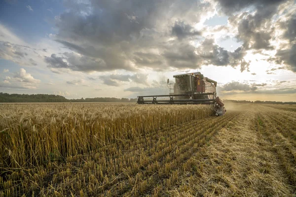 Mietitrice rimuove campo di grano sullo sfondo del cielo nuvoloso tramonto — Foto Stock